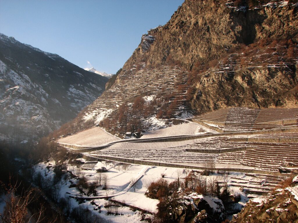 Enfer d’Arvier - Le vigne dell'Enfer d'Arvier in pieno inverno.