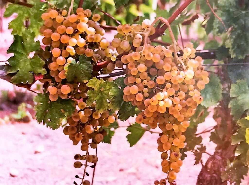 Bosa: grappoli Malvasia