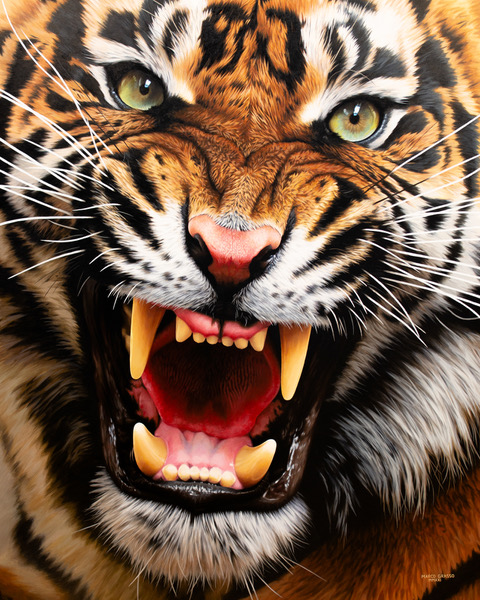 Animali: La tigre