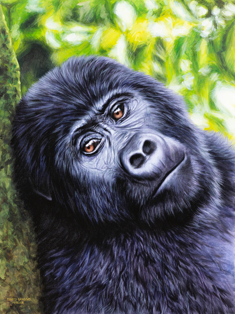 Animali: La scimmia