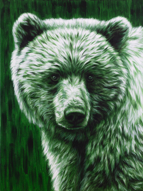 Animali: L'orso