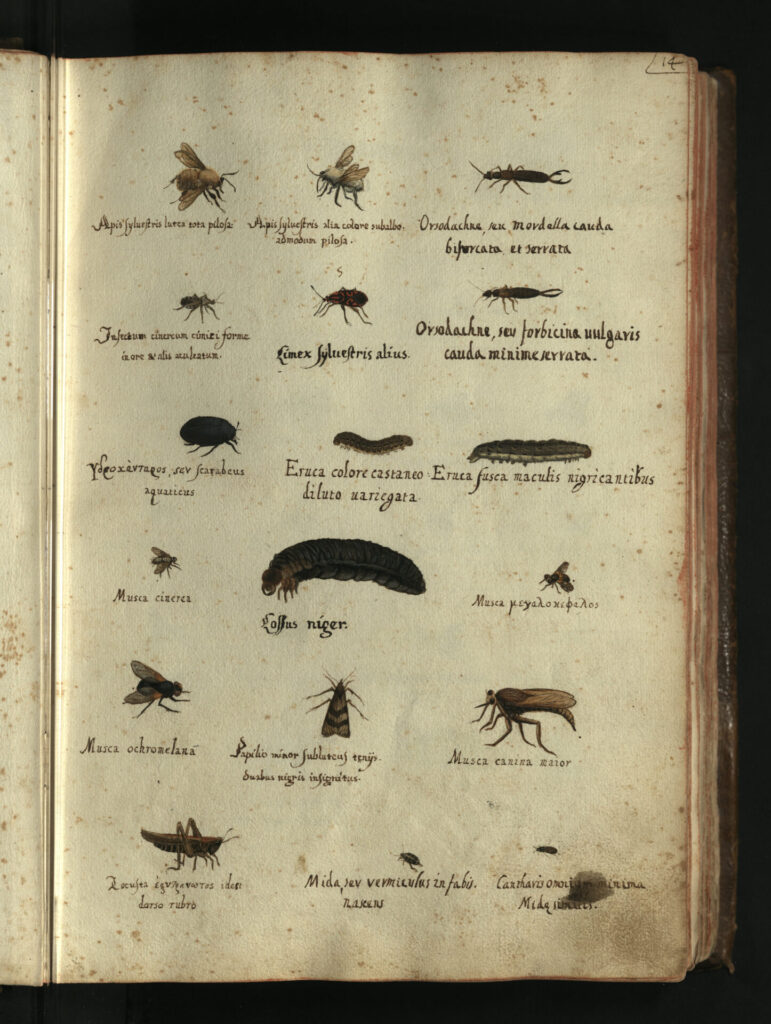 Musca depicta: Ulisse Aldrovandi_secolo XVI_XVII