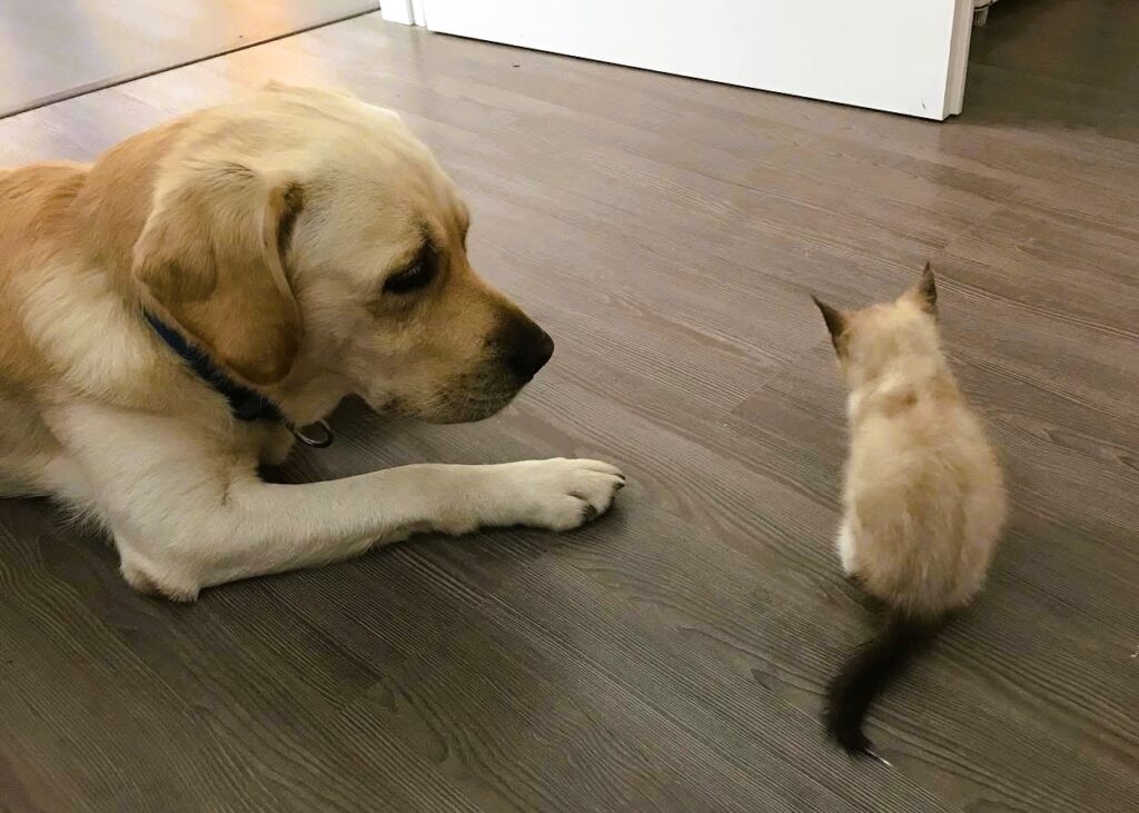 Pet Economy - cane e gatto