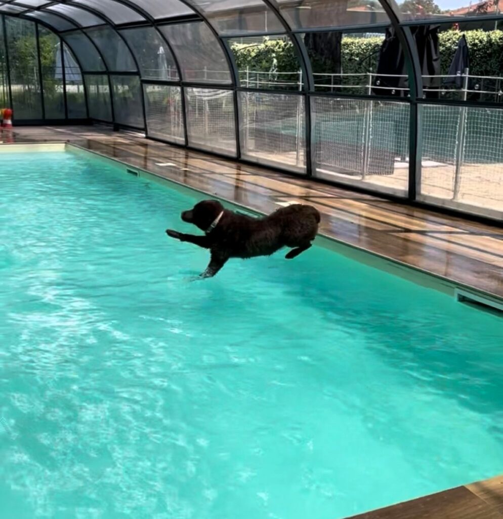 piscina per cani - cane si tuffa