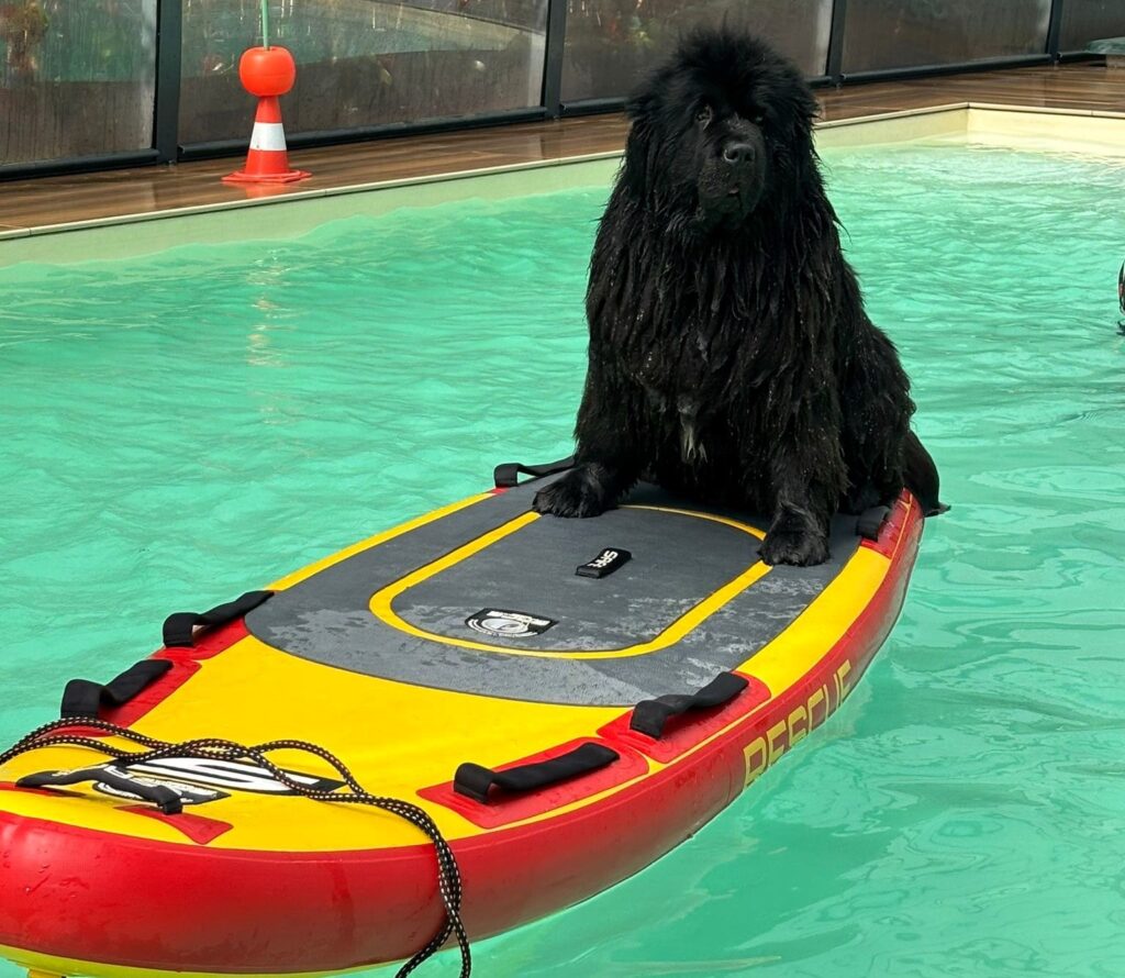 Piscina per cani  - cne in acqua 